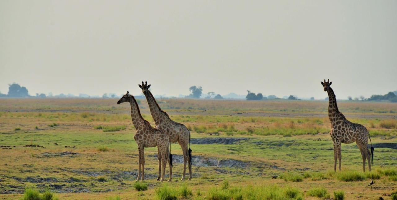 Cresta Mowana Safari Resort & Spa Касане Экстерьер фото
